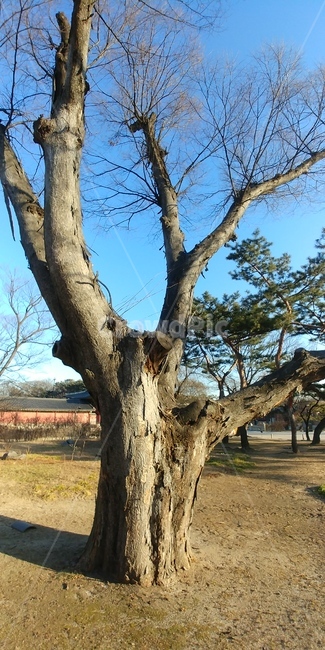 나무,괴목,고목,느티나무,tree,식물,자연,plants,nature,나무,trees,wood