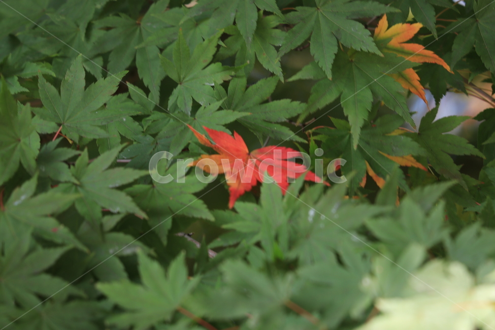 가을,낙엽,autumn,fall,leaves,fallenleaves,가을,계절,fall,autumn,season,식물,자연,plants,nature,leaf,잎,plant,tree,나무,maple,단풍