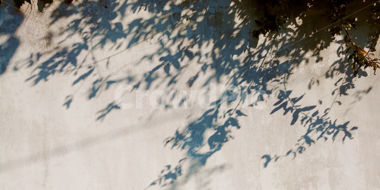 그림자,빛,담벼락,나뭇잎,햇빛,sunshine,light,shadow,leaf