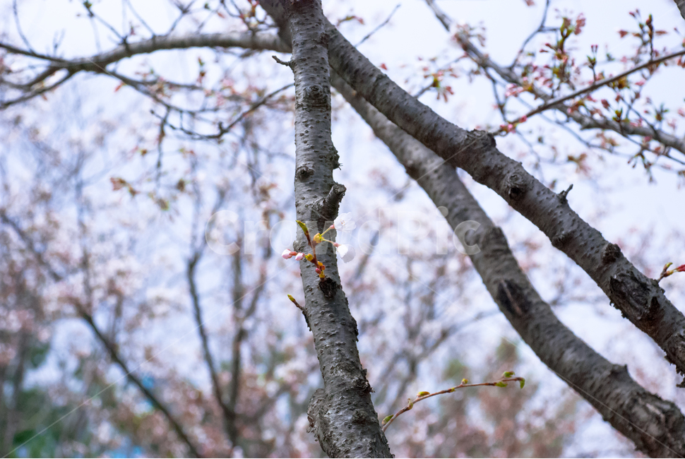 봄,벚꽃,꽃,배경,자연,풍경,하늘,나무,공원,cherryblossoms,식물,벚나무,매화,계절,축제,조경,나뭇가지,시골,경치,화사한,핑크,향기,분홍,맑음,spring,season,flower,생화,만개,만발,봄,계절,spring,season,식물,자연,plants,nature,꽃,flower,plant,tree