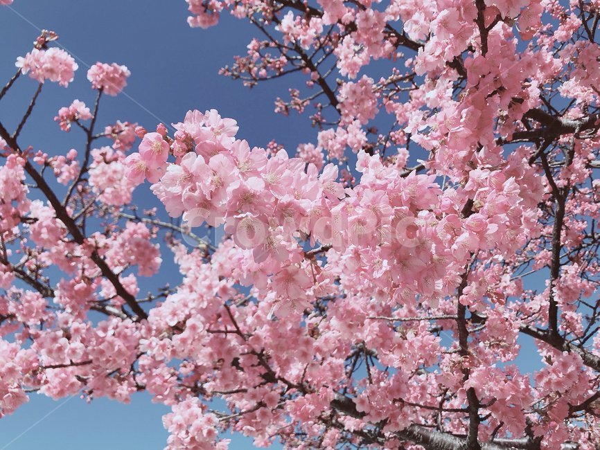 벚꽃,꽃,cherryblossoms,flower,봄