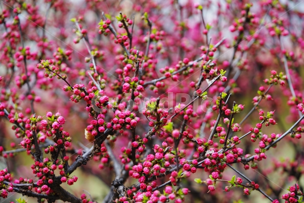 홍매화,매화,장미과,봄꽃,식물,봄,계절,spring,season,자연,풍경,nature,landscape,식물,plants,꽃,flower,plant