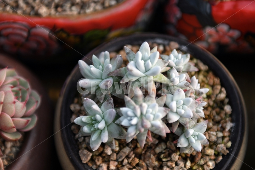 다육이,다육,다육식물,화분,식물,화초,배경,자연,plants,취미,그린,환경,키우기,아름다운,화려한,생명,생활,background,식물,자연,plants,nature