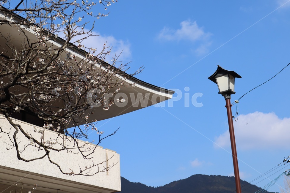 벚꽃나무,가로등,지붕,하늘,산,일본,일본풍경