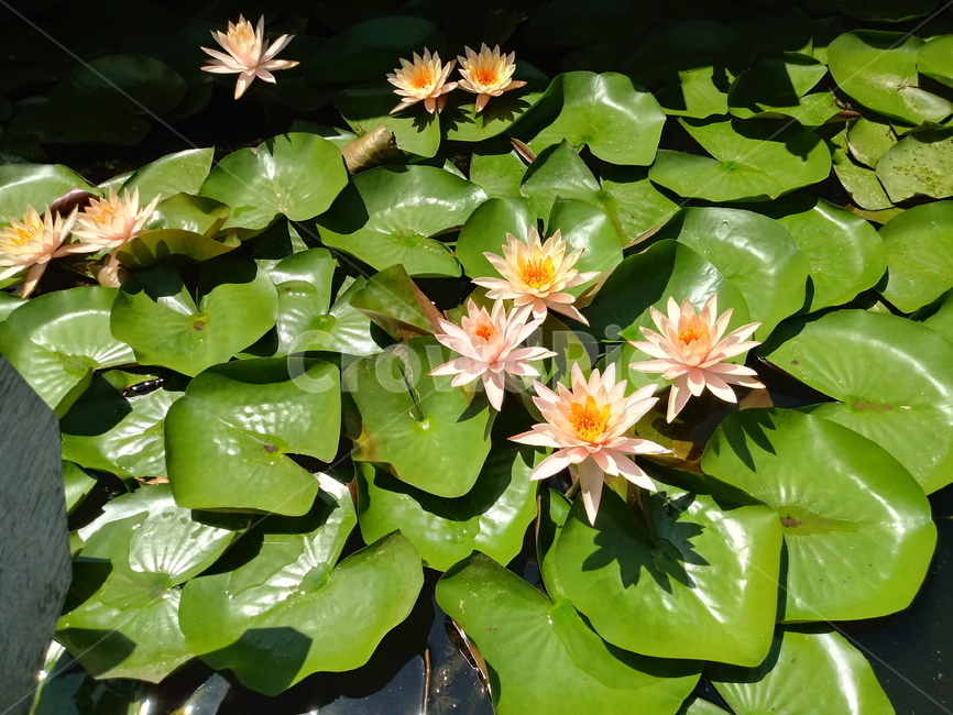 수련,다년생초본식물,수생식물,이판화,쌍자엽식물,자우련,waterlily