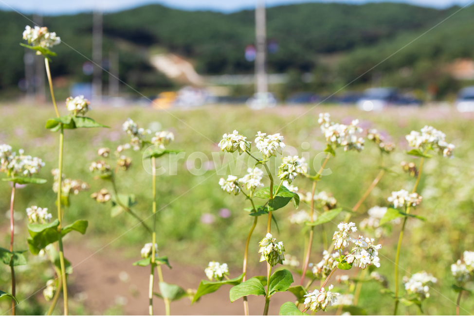 꽃,식물,메밀꽃,자연,풍경,가을,식물,자연,plants,nature,꽃,flower