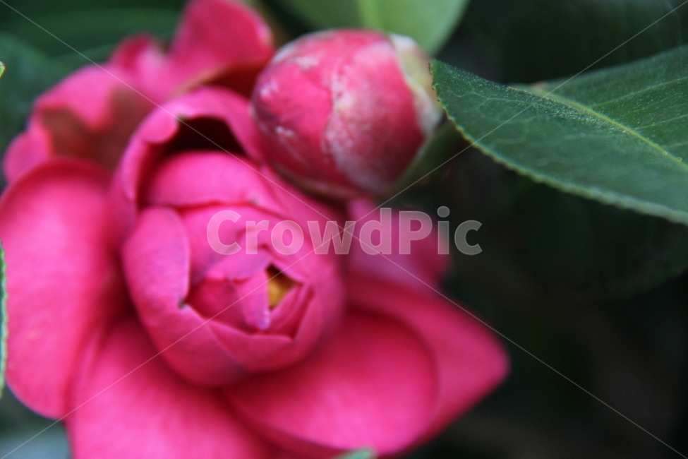동백꽃,제주동백꽃,동박,산다화,산단화,식물,자연,plants,nature,꽃,flower