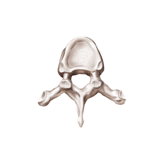 메디컬,medical,png,일러스트,메디컬일러스트,해부학,anatomy,bone,척추,디스크,추간판,흉추,흉추체,누끼,remove background
