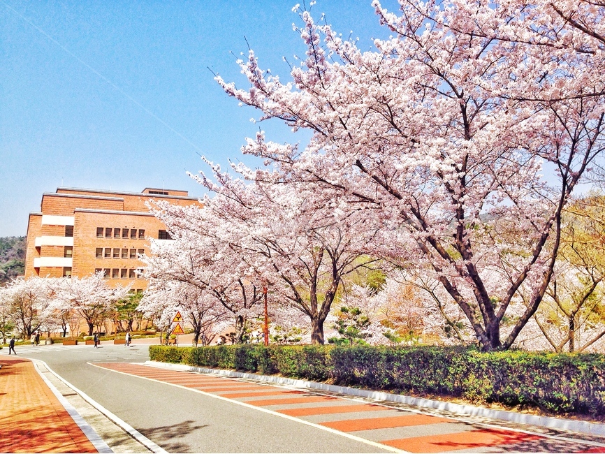 봄,꽃,벚꽃,벚꽃나무,spring,계절,season,flower,자연,nature,길거리,꽃길,street,road,건물,건축,봄,계절,spring,season,plant,식물,blossom