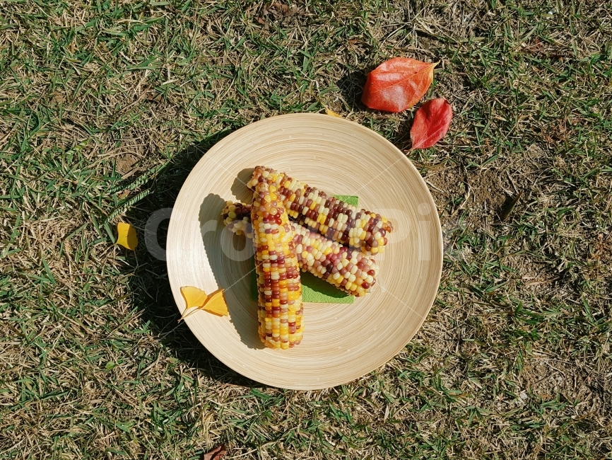 가을,추수,수확,곡식,옥수수,자연,곡물,식사,영양,다이어트,식단,nature,가을,계절,fall,autumn,season,건강,헬스웨어,헬스케어,healthware,health care,음식,식재료,요리,food,cook,meal,dishes,food reserves,곡류,곡식,cereals,plant,식물