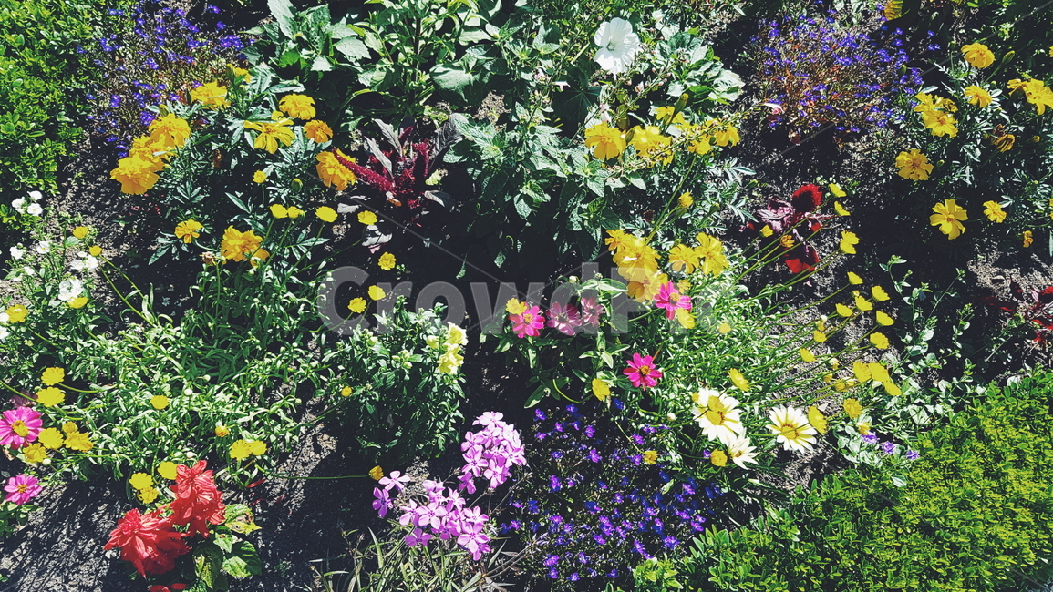꽃,자연,배경,flower,풀,식물,leaf,잎