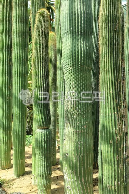 green,thorn,colony,nature,dried,cactus thorn,leaf,Botanical garden,life,background,tropics,plant,Cactus,cactus,tall,desert,park