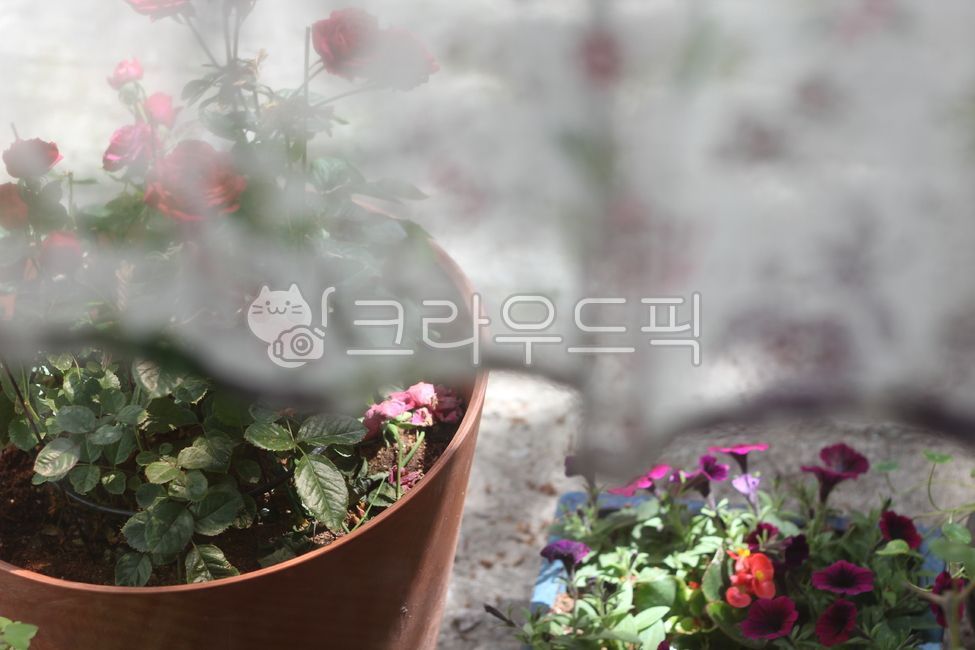 cutrain,pot,plant,linen,curtain,flower