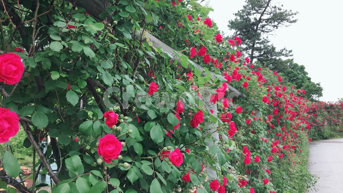 장미,꽃,자연,거리,식물