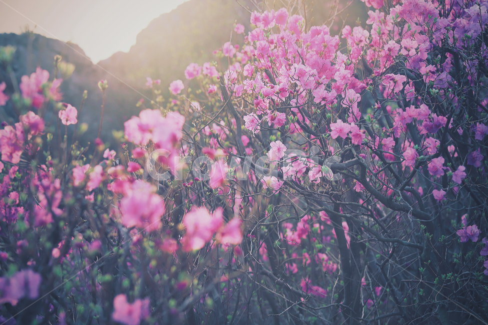 진달래,진달래꽃,봄,봄꽃,꽃,식물,풍경,자연,경치,plant,scenery,azalea,azaleaflower,spring,nature