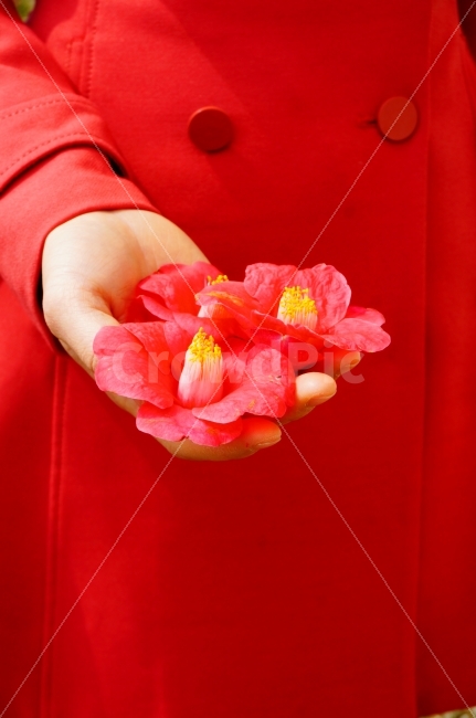 꽃,자연,아름다운,사람,뷰티,계절,컨셉,콘셉,여자,flower,식물,palnt,nature,people,concept,우아한,스타일,패션,손,모델,레드,붉은,동백꽃,꽃잎,겨울,코트,봄,camellia,beauty,인물,여성,감성,emotion,낙화,hand,빨강,빨간색,색,색감,식물,자연,plants,nature,꽃,flower,사람,인물,인간,human,person,색깔,색상,색채,색감,color sense,color sensitivity,feeling of color,연출,컨셉,콘셉,direction,concept