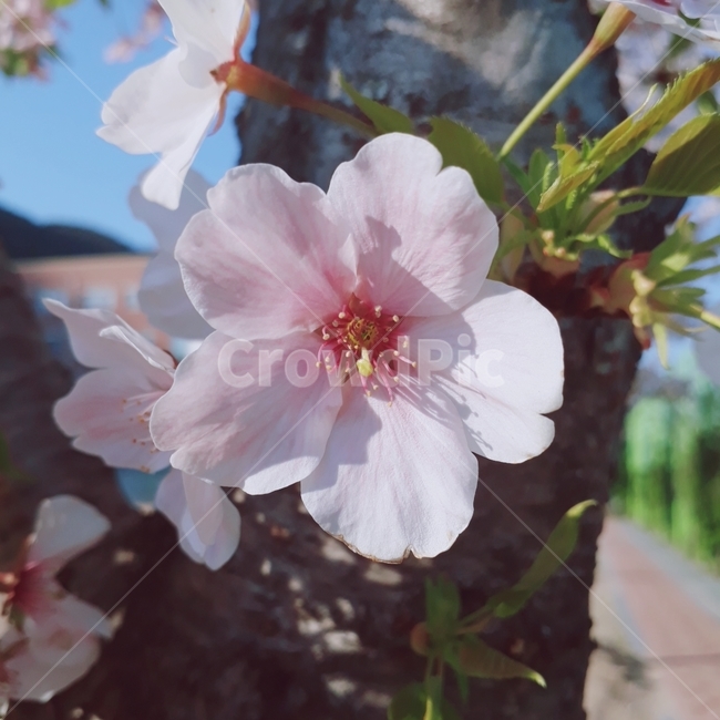 꽃,벚꽃,봄,분홍,만개,flower,spring,cherryblossoms,3월,자연