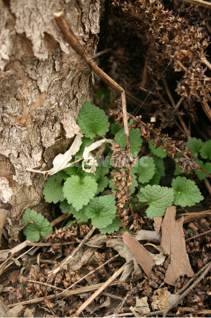 봄,새싹,봄느낌,감성,봄날,초록,spring,봄,계절,spring,season,식물,자연,plants,nature,plant