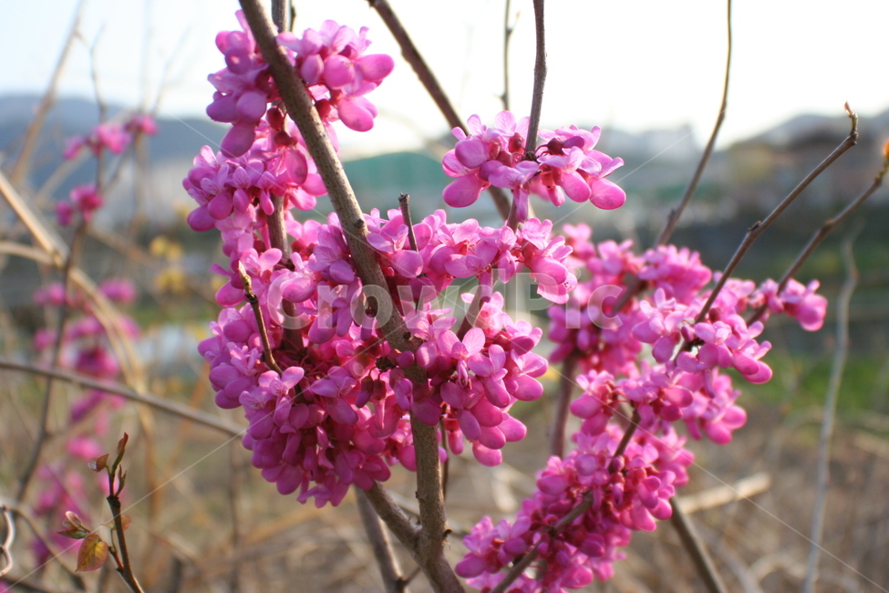 plant,식물,flower,꽃,blossom,봄,박태기나무,차형목피,육홍,cercischinensis,식물,자연,plants,nature,꽃,flower