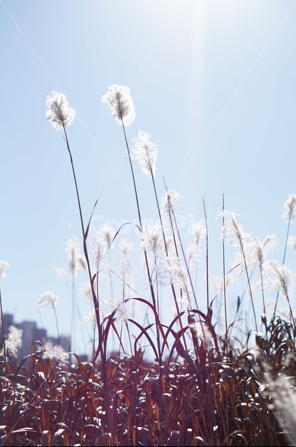 억새,하늘,빛,가을,풍경,해,grass,잔디,plant,식물,lawn,reed,갈대