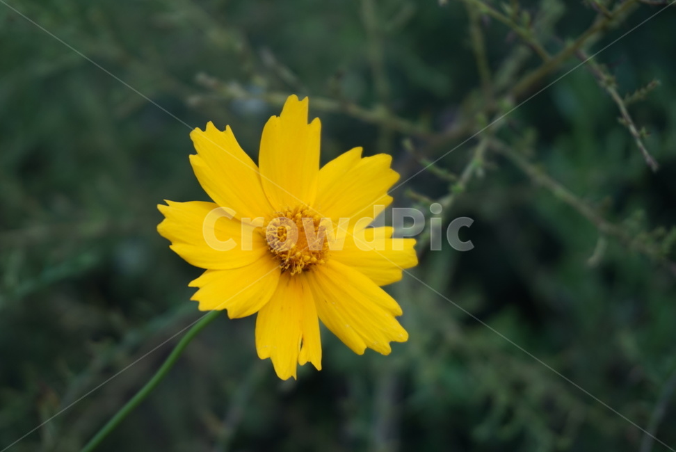 꽃,코스모스,노랑코스모스,노랑,노란색꽃,노란색,가을,flower,plant,국화과