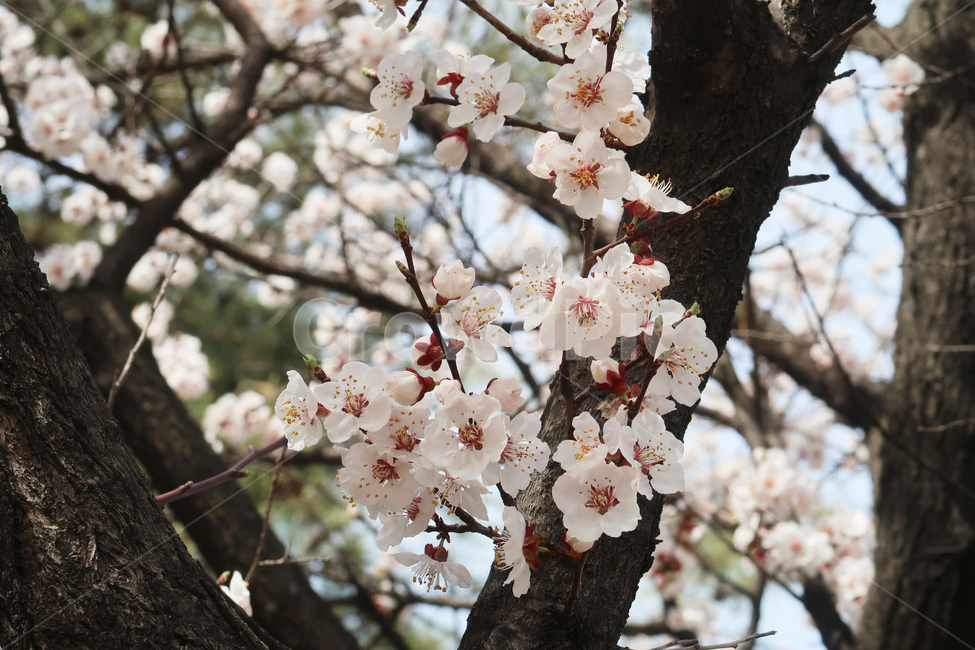 봄,벚꽃,꽃,spring,cherryblossom,꽃송이,flower,분홍,핑크,나무,벚나무,봄,계절,spring,season,식물,자연,plants,nature,꽃,flower,plant,blossom