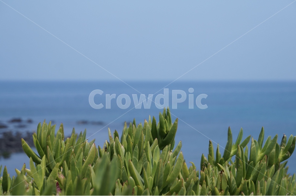 제주,제주바다,애월,제주풍경,봄,푸르름,시원함,식물,자연,plants,nature
