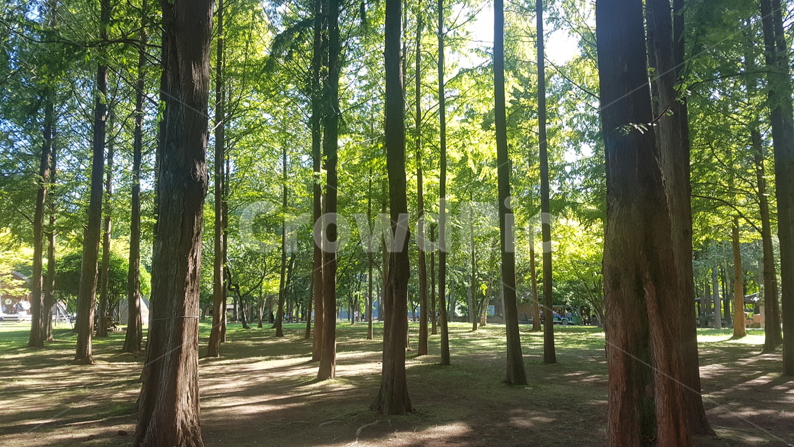 자연,나무,초목,숲,삼림지,nature,woodland,tree,plant,land,forest
