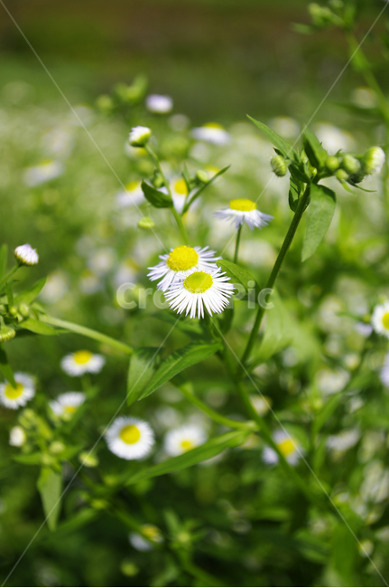 개망초,꽃,flower,식물,plant,식물,자연,plants,nature,꽃,flower