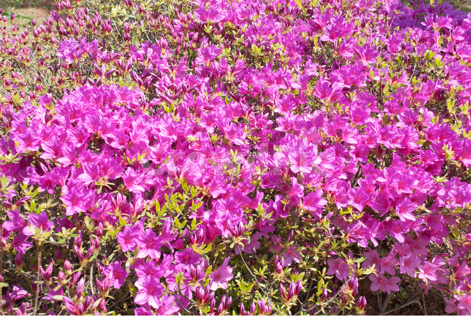 진달래,철쭉,봄,꽃,생화,공원,식물,조경,핑크,분홍,spring,season,flowe,만개,만발,자연,향기,영산홍,연산홍,보라,아름다운,화사한,Azalea,봄,계절,spring,season,식물,자연,plants,nature,꽃,flower