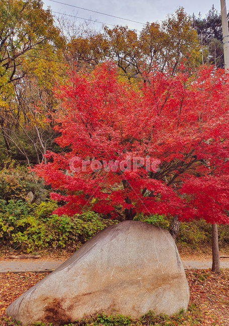 maple,단풍,plant,식물,tree,나무,leaf,잎,가을,fall,autumn,가을,계절,fall,autumn,season