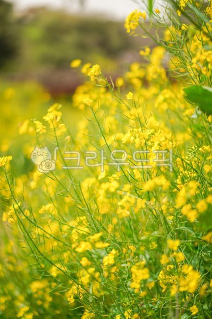 spring,spring flowers,yellow flower,rape flower,flower garden,flower