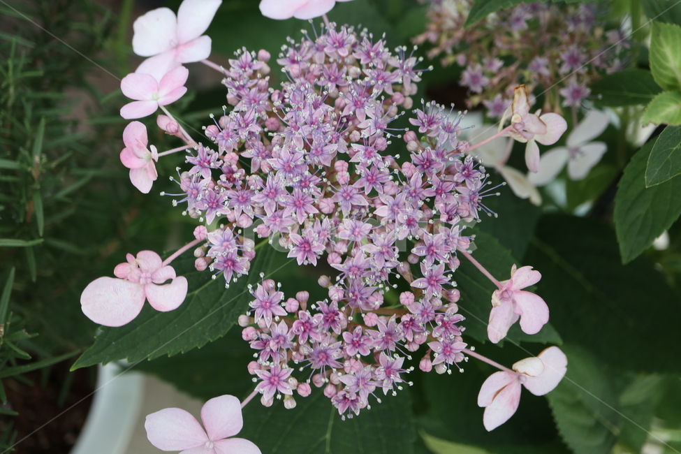 plant,식물,flower,꽃,blossom,아스페라,아스페라수국,hydrangeaaspera,핫초콜릿,hotchocolate,수국,목수국,범의귀과