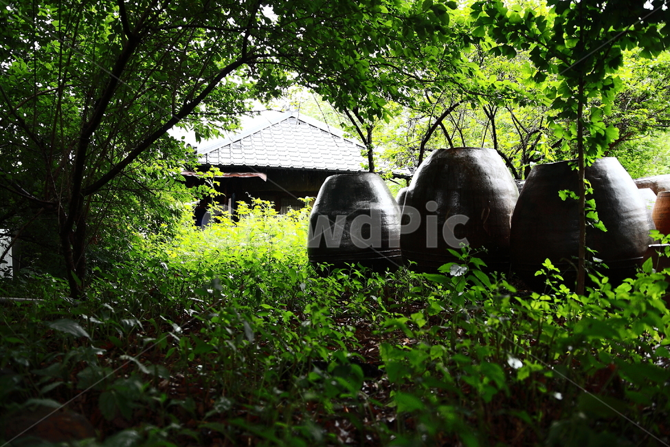 집,항아리,나무,풀,house,grass,tree,pot