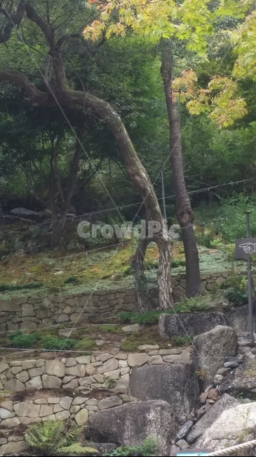 꽃,나무,돌,나비,벌,공원,숲,자연,풍경,nature,landscape