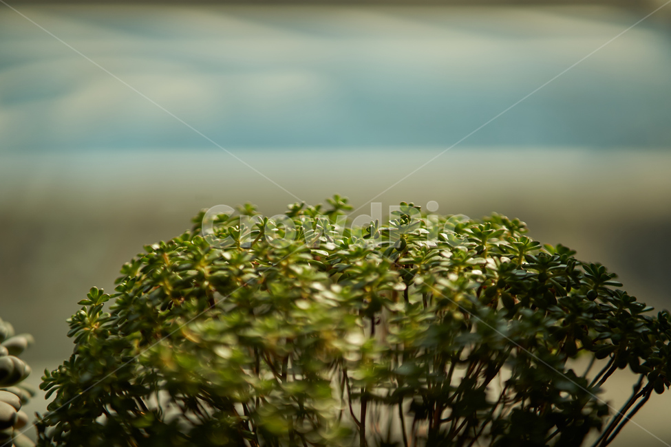 다육이,식물,화분,plant,botanical,식물,자연,plants,nature,실내용화초,화분,화초,house plant