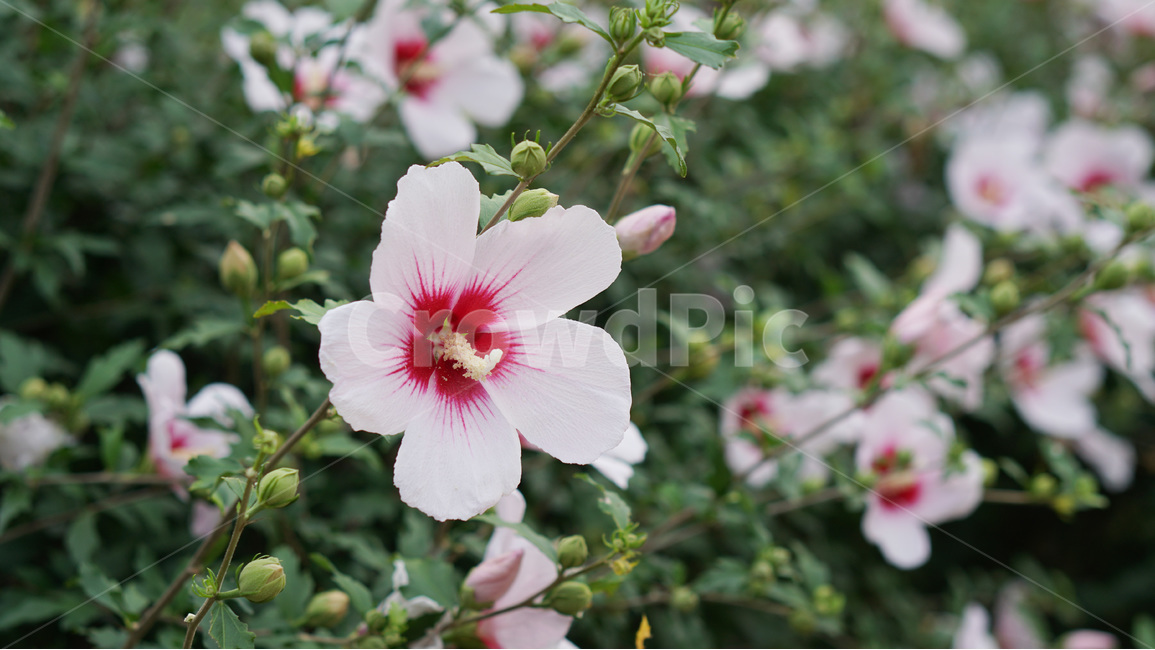 꽃,무궁화,대한민국,식물,자연,식물,자연,plants,nature,꽃,flower