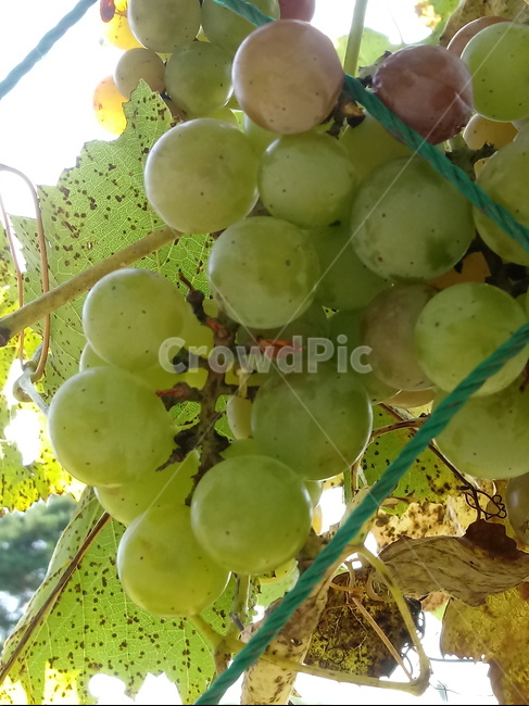 포도,과일,열매,식물,fruit,grapes,plant,과일,열매,fruit