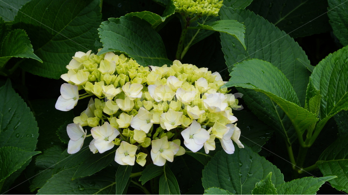 수국,꽃,꽃사진,식물,자연,식물,자연,plants,nature,꽃,flower