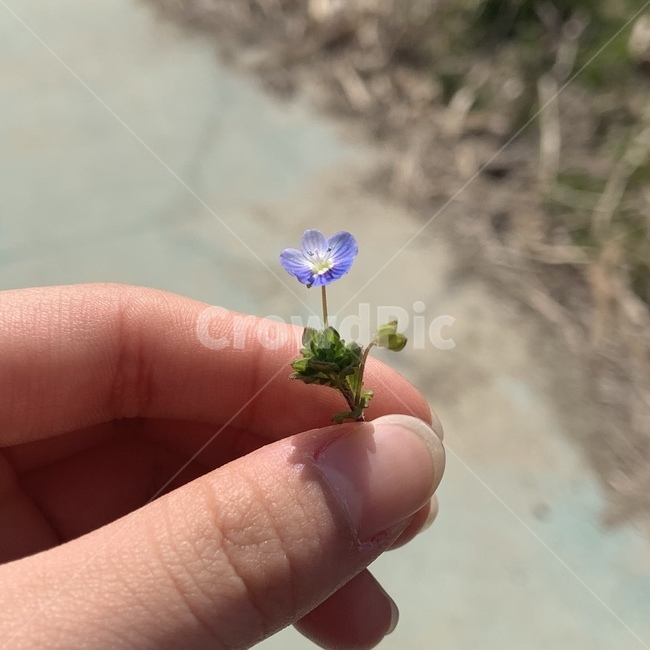 꽃,보라색,작은꽃,산책,꽃한송이