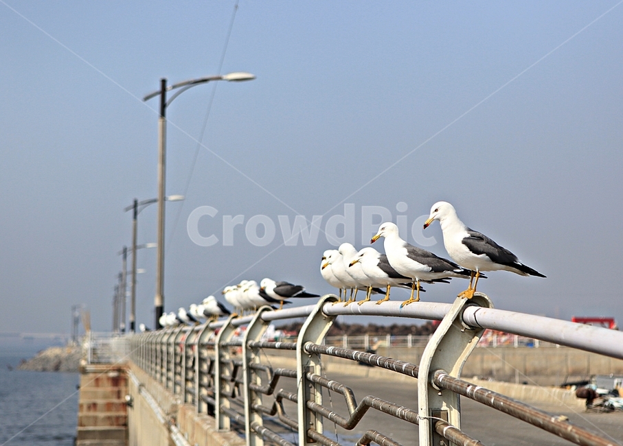 갈매기,새,조류,자연,풍경,배경,동물,animal,조류,새,birds