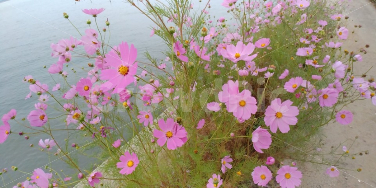 코스모스,가을,꽃,분홍색,이쁜꽃,가을,계절,fall,autumn,season,식물,자연,plants,nature,꽃,flower,plant,jar,항아리,pottery,도기류,potted plant,화분,vase,병 장식