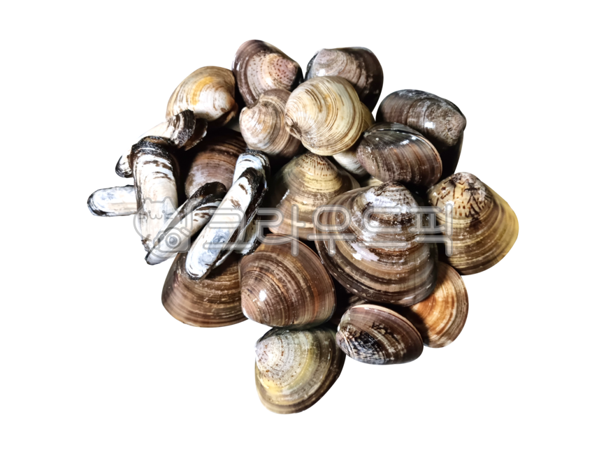 조개,맛조개,백합,백합조개,해산물,png,누끼,해물,수산물,음식재료,요리재료