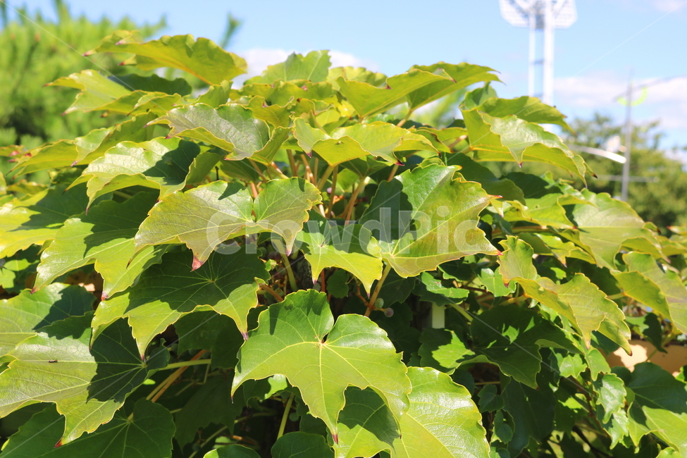 담쟁이덩굴,덩굴,식물,포도과,나무,자연,풍경,넝쿨,담쟁이,식물,자연,plants,nature
