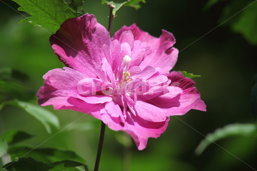 무궁화,roseofsharon,목근화,blossom,flower,식물,자연,plants,nature,꽃,flower