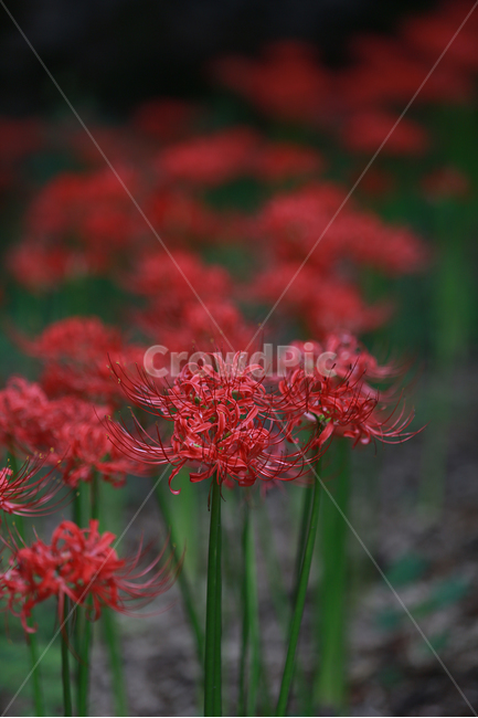 꽃,빨강,길상사,꽃무릇,상사화,flower,lily,red,식물,자연,plants,nature,꽃,flower