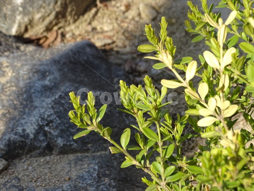 화단,식물,마당,운동장,풀,식물,자연,plants,nature
