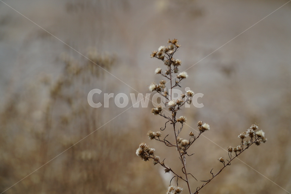 마른꽃,겨울꽃,3월꽃,마른꽃사진,겨울꽃사진,겨울,계절,winter,season,식물,자연,plants,nature,꽃,flower