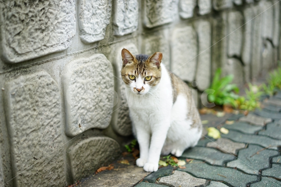 고양이,길냥이,야옹이,캣,동물,생명,길,만남,증명사진,사진,거리,눈빛,귀요미,야옹,동물,animal,포유류,mammal,고양이,cat,kitten,kitty