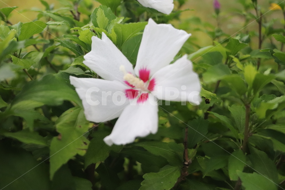 꽃,자연,풀,흰색,풍경,생화,바탕화면,배경화면,plant,flower,nature,green,white
